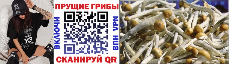 Галлюциногенные грибы Cubensis  Купить  Соль-Илецк 